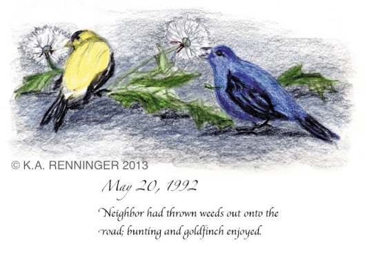 Indigo Bunting and Goldfinch eating Dandelion seed