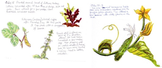 Notes and sketches on this year's garden
